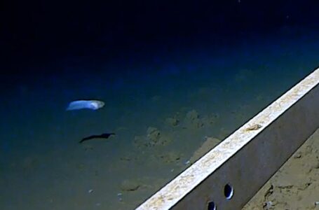See the world’s deepest fish