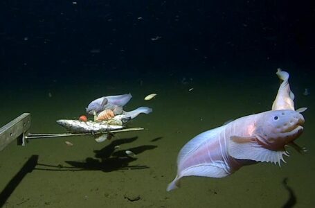 Scientists film deepest ever fish on seabed off Japan